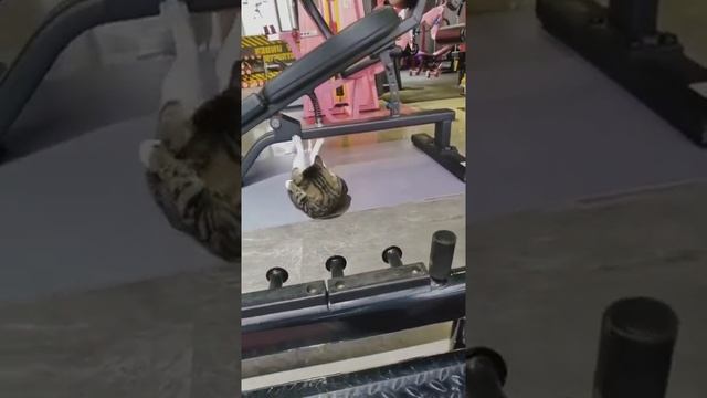 Тренируемся в котовьем спортзале смотреть онлайн