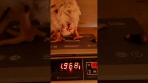 А бройлеры всё растут и радуют своим весом🐤 Вес бройлеров в 1 месяц