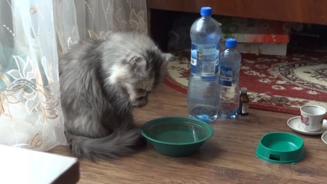 Интеллигентная кошка