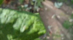 Как и когда пересаживать Малину