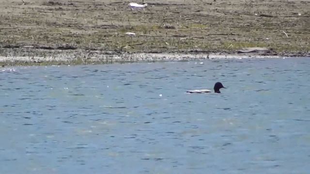 Селезень кряквы.Голос селезня кряквы.