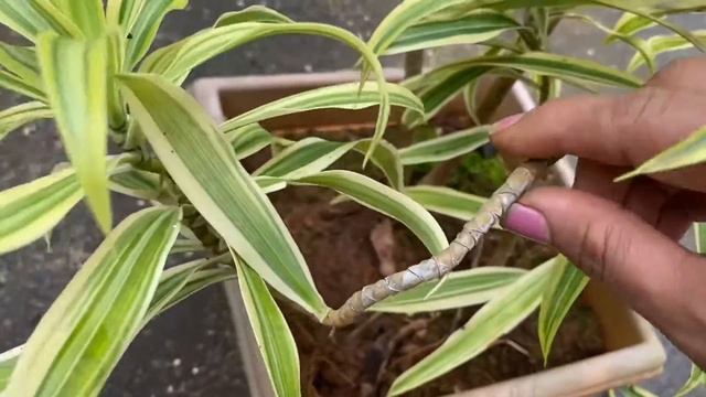 Dracaena reflexa/ Song of India plant-मराठी смотреть онлайн