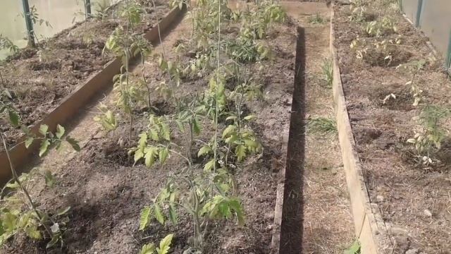 Как моя рассада перенесла весенние ночные заморозки.. Заморозки на Урале! смотреть онлайн