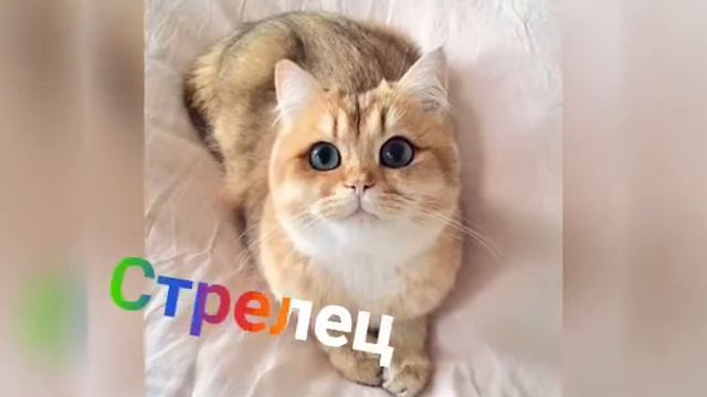 Зз если бы они были кошками🐈😺 смотреть онлайн