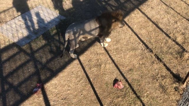 Старший кипер Леокадия накормила львов! Senior Keeper Leocadia Has Fed The Lions!