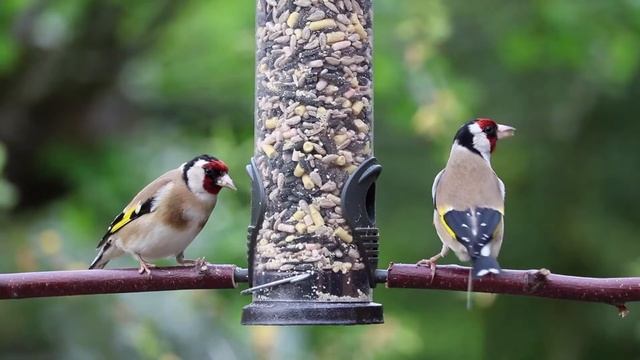 ПЕНИЕ ПТИЦ. SINGING BIRDS. Для релаксации и Медитации УСПОКОИТ НЕРВНУЮ СИСТЕМУ, УЛУЧШИТСЯ НАСТРОЕНИ смотреть онлайн