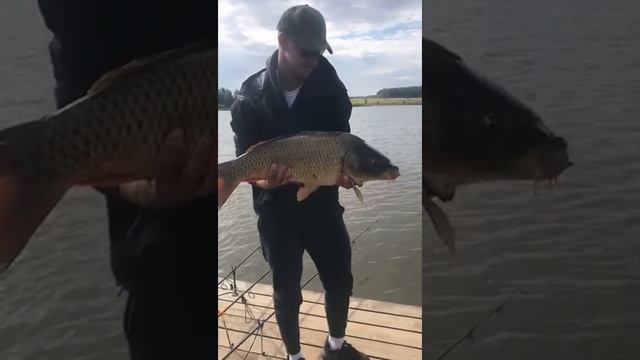 Поймал и отпустил на платной рыбалке огромного карпа на 8,3 кг / Рыбалка в ДУРЫКИНО смотреть онлайн