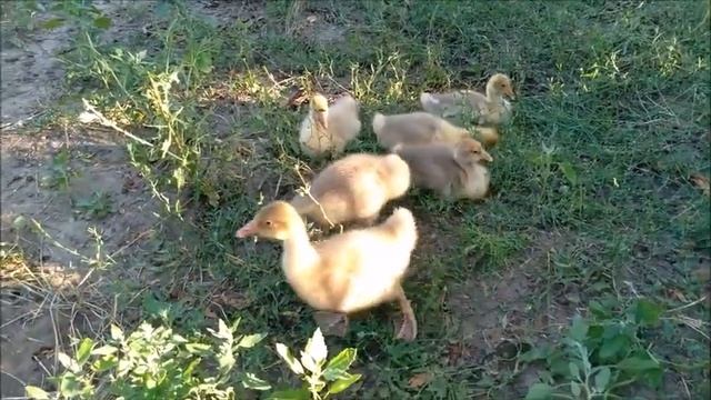 САМАЯ ВЫГОДНАЯ ПОРОДА ГУСЕЙ смотреть онлайн