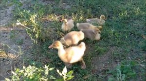 САМАЯ ВЫГОДНАЯ ПОРОДА ГУСЕЙ