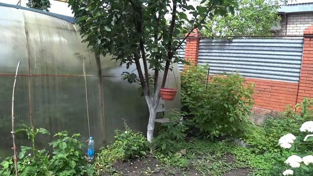 Самара, когда нечего снимать ! Мой урожай на 14 июня. Прогулка по садовому участку. смотреть онлайн