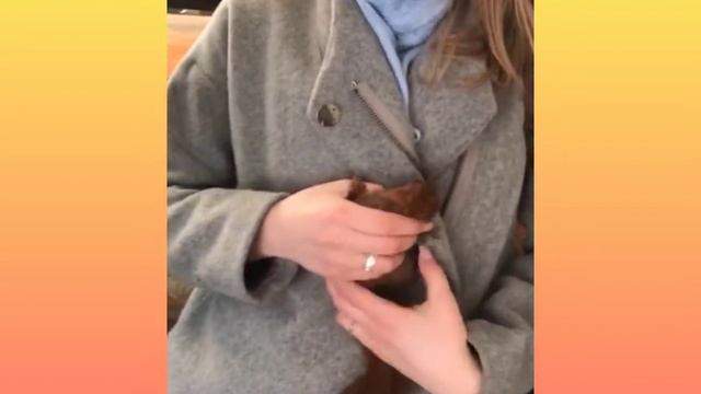 Домашні білочки?️?️ лесные ручные домашние белочки?️ смотреть онлайн