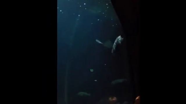 Monterrey Bay Aquarium. смотреть онлайн