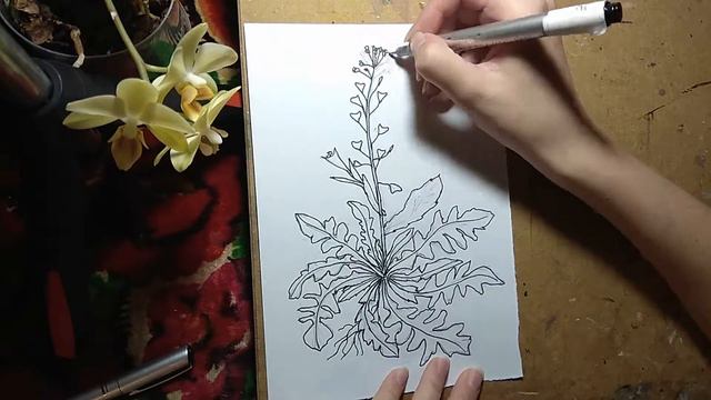 Рисую траву под названием 