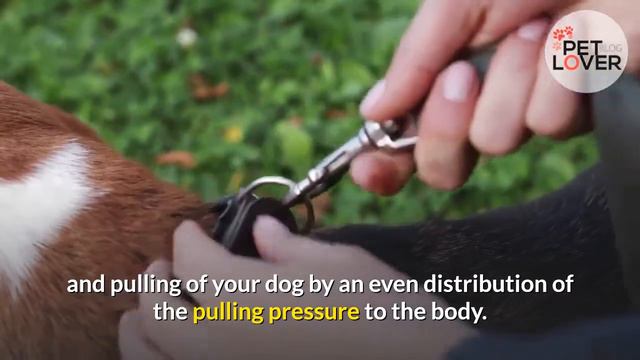 🆕Best Easy Walk Dog Harness | Best Dog Harness - Pet Lover Blog смотреть онлайн