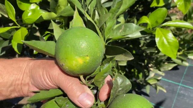 Suelta de Cryptolaemus en nuestro campo Ecologico смотреть онлайн