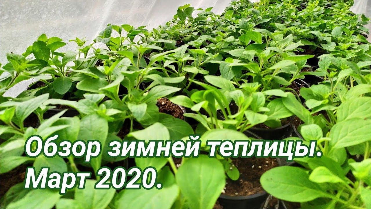 Обзор зимней теплицы. Март 2020. смотреть онлайн