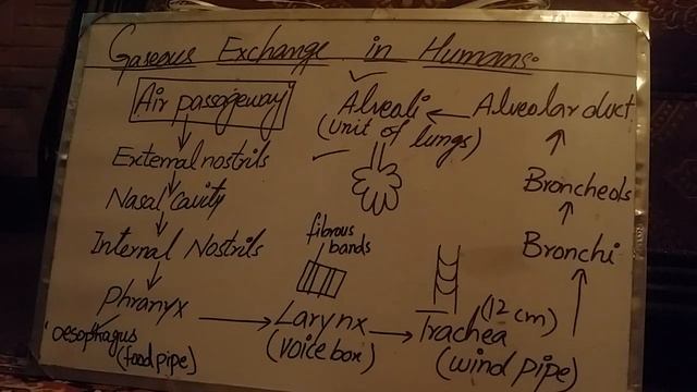 Chap#10:Gaseous Exchange смотреть онлайн