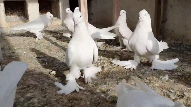 oqlar, белые андижанцы +998979977719 смотреть онлайн