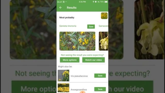 PlantSnap identifies a Dyer'S Greenweed (Genista tinctoria) смотреть онлайн