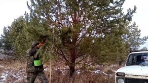 Деньги на деревьях!!! Или сбор сосновой шишки!!!