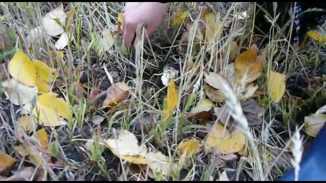 Чистота без лишних слов