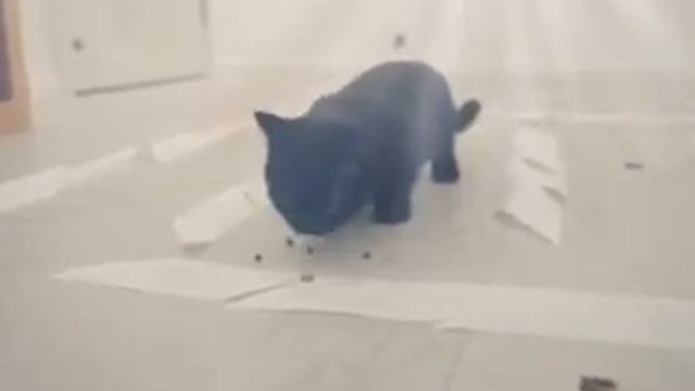 Sticky Tape Cat Maze Game - IQ100 cat vs IQ10 cat смотреть онлайн