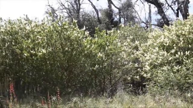 CEANOTHUS PALMERII смотреть онлайн