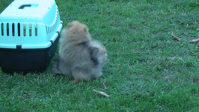 ПОМЕРАНСКИЙ ШПИЦ смотреть онлайн