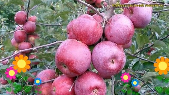Яблоня Подарок Графскому. Краткий обзор, описание характеристик, где купить саженцы