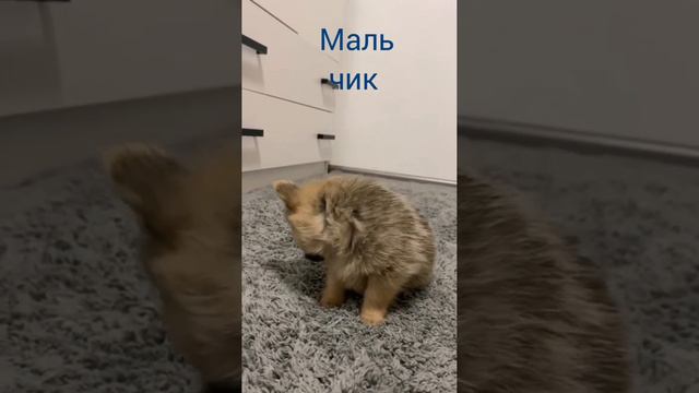 Мальтипу щенки Йоркашпица смотреть онлайн