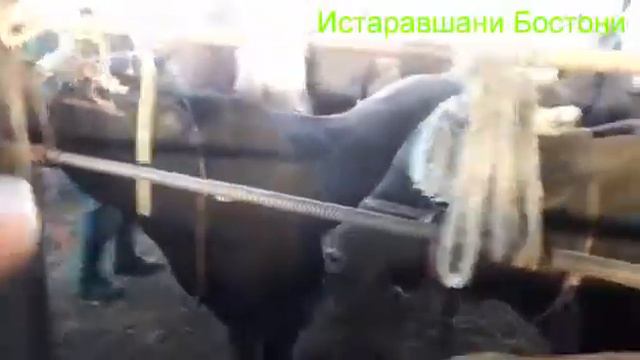 Молбозори спитамен...