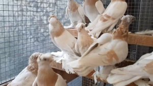 Узбекские двухчубые голуби Александра Зикерта. Германия.  Usbekische Tauben. Deutschland.