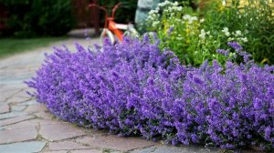 ?Дача и загородный дом Идеи ландшафтного дизайна / Ideas for a garden and a country house/ A - Vide