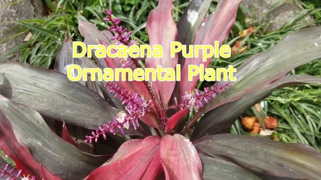 #Dracaena #Cordyline Plants Flowers blooms in loving Sping at Asim Garden смотреть онлайн