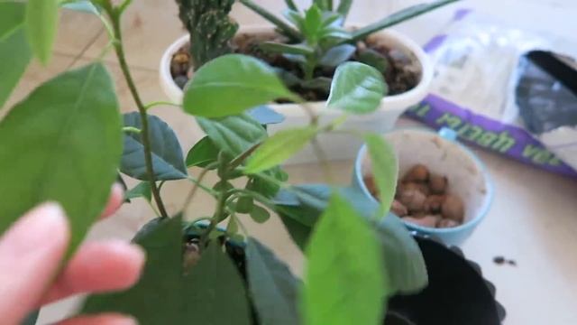 Танцы под фонарем? Что в холодильнике?? Подарю косметику? смотреть онлайн