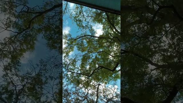 Соловей громко песни поет смотреть онлайн