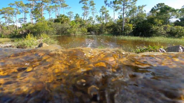 Among alligators, swamp turtles and wildlife смотреть онлайн