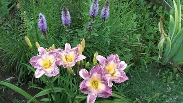 Лилейники в моем саду. смотреть онлайн