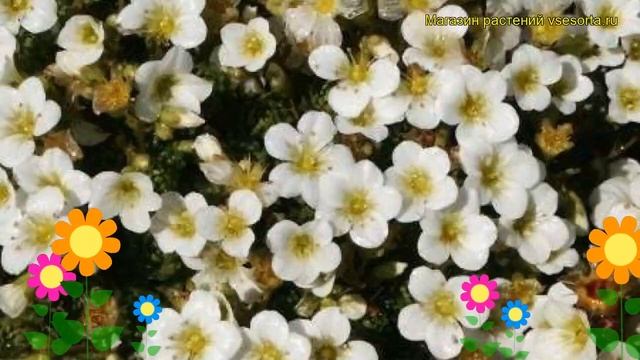 Камнеломка арендса Рокис Вайт. Краткий обзор, описание характеристик, где купить саженцы смотреть онлайн