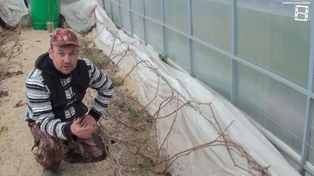 ГИБЕЛЬ ВИНОГРАДНОЙ ЛОЗЫ ВЕСНОЙ, ОТСУТСТВИЕ ПАСОКИ. ПРИЧИНЫ. ВЫРАЩИВАНИЕ ВИНОГРАДА В ТЕПЛИЦЕ смотреть онлайн