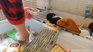 Клетка для морской свинки. Ferplast Rabbit 100 и Sky Little Zoo Roger  Обзор Клетки для грызунов