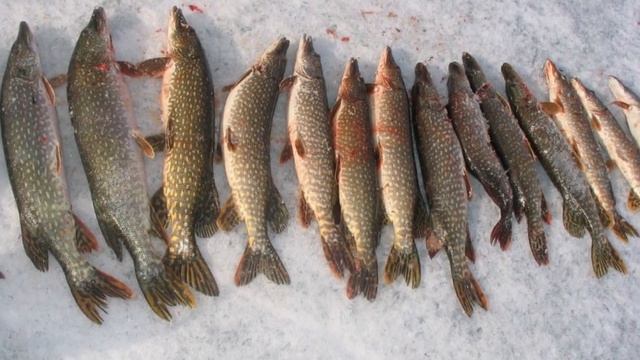 В какую ПОГОДУ зимой можно ехать на РЫБАЛКУ и НЕ ПОЖАЛЕТЬ??? смотреть онлайн