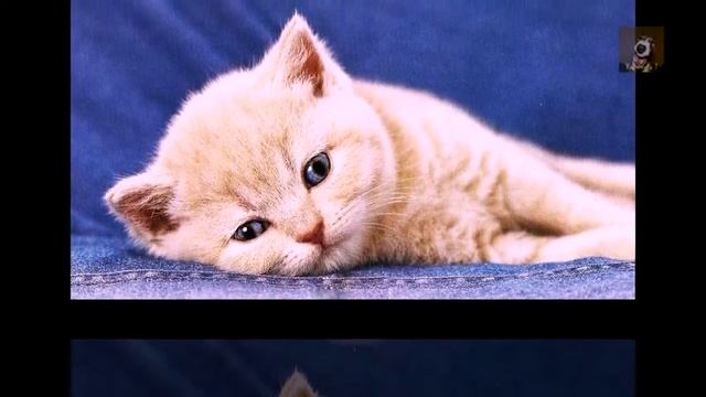 МАЛЕНЬКИЕ КОТЯТА ВИДЕО. КРАСИВЫЕ КОТЯТА. смотреть онлайн