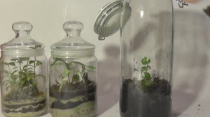 флорариум с  аквариумными растениями