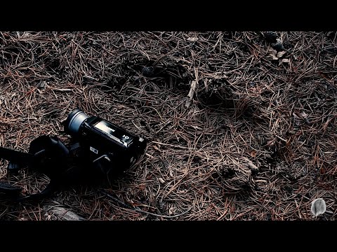 The Bigfoot Tracks I've Found Over the Years смотреть онлайн