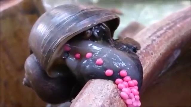 Ампулярия откладывает яйца