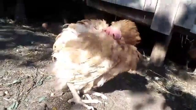Курица не выспалась в курятнике, засыпает на ходу смотреть онлайн