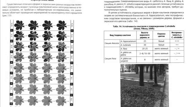 Вредитель: Каштановая минирующая моль Cameraria ohridella В Украине 2003 - 2014 смотреть онлайн
