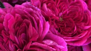 Хотите постоянно цветущую розу ? Купите Соул , Soul ( Душа ) ( Tantau ) !