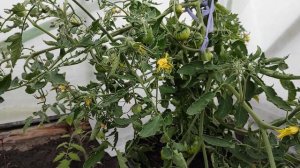 Томаты для раннего урожая. Обзор 29 мая. Сорт Лентяйка.